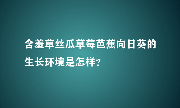 含羞草丝瓜草莓芭蕉向日葵的生长环境是怎样？