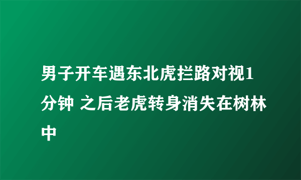 男子开车遇东北虎拦路对视1分钟 之后老虎转身消失在树林中