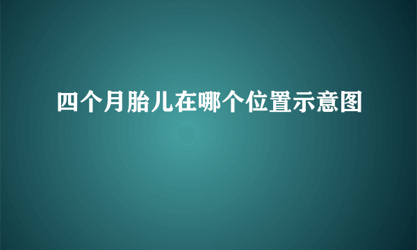 四个月胎儿在哪个位置示意图