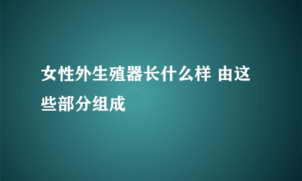 女性外生殖器长什么样 由这些部分组成