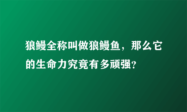 狼鳗全称叫做狼鳗鱼，那么它的生命力究竟有多顽强？