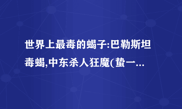 世界上最毒的蝎子:巴勒斯坦毒蝎,中东杀人狂魔(蛰一下致命)