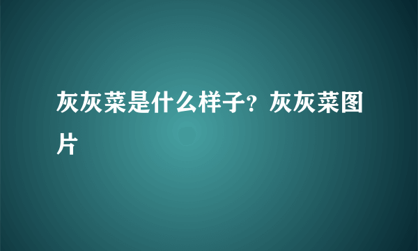 灰灰菜是什么样子？灰灰菜图片