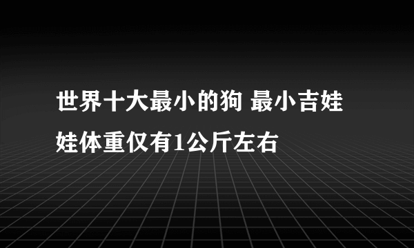 世界十大最小的狗 最小吉娃娃体重仅有1公斤左右