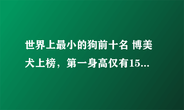 世界上最小的狗前十名 博美犬上榜，第一身高仅有15厘米左右