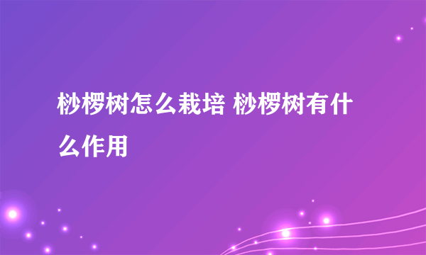 桫椤树怎么栽培 桫椤树有什么作用