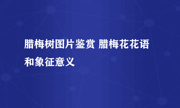 腊梅树图片鉴赏 腊梅花花语和象征意义