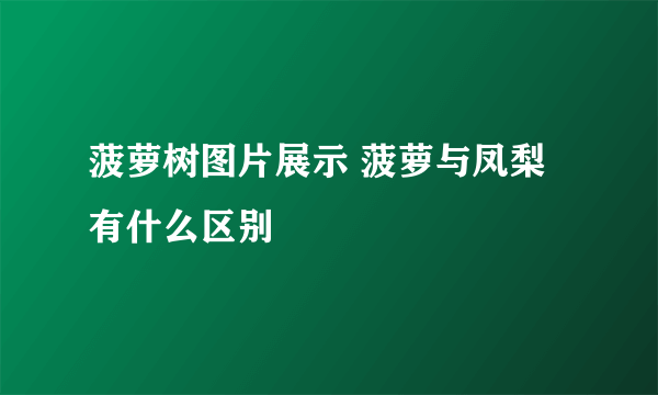 菠萝树图片展示 菠萝与凤梨有什么区别