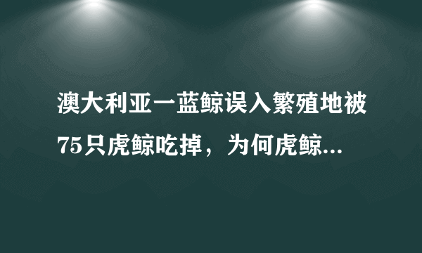 澳大利亚一蓝鲸误入繁殖地被75只虎鲸吃掉，为何虎鲸如此凶猛？