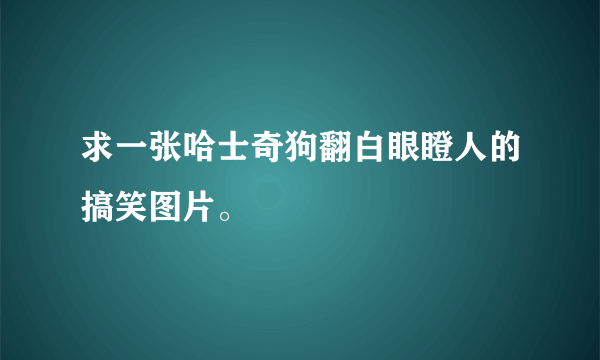 求一张哈士奇狗翻白眼瞪人的搞笑图片。