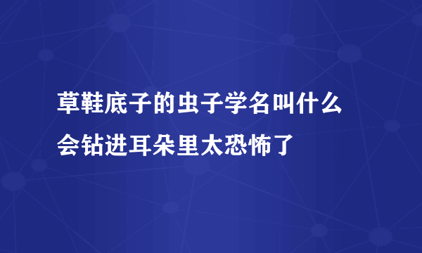 草鞋底子的虫子学名叫什么 会钻进耳朵里太恐怖了