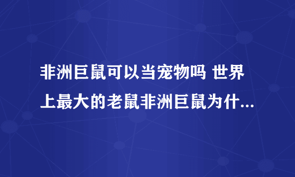 非洲巨鼠可以当宠物吗 世界上最大的老鼠非洲巨鼠为什么能探雷