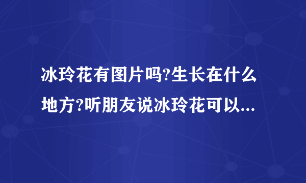 冰玲花有图片吗?生长在什么地方?听朋友说冰玲花可以制心脏病