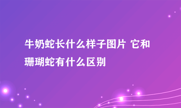 牛奶蛇长什么样子图片 它和珊瑚蛇有什么区别