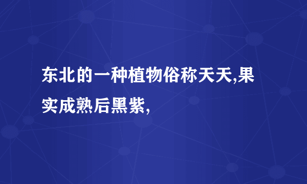 东北的一种植物俗称天天,果实成熟后黑紫,