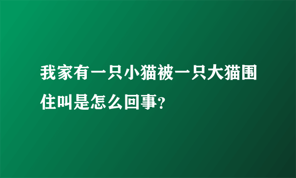 我家有一只小猫被一只大猫围住叫是怎么回事？