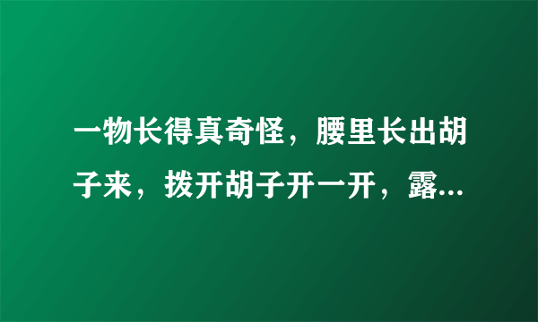 一物长得真奇怪，腰里长出胡子来，拨开胡子开一开，露出牙齿一排排 （植物）