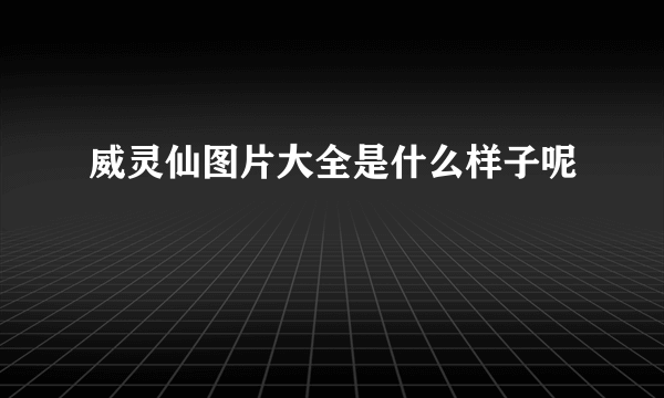 威灵仙图片大全是什么样子呢