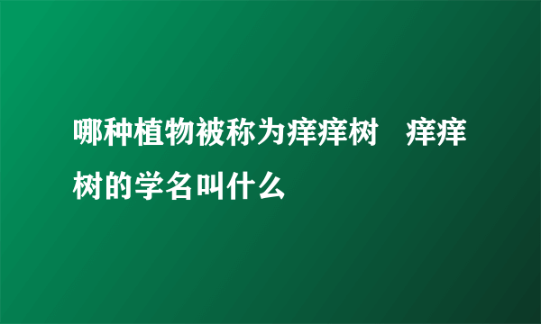 哪种植物被称为痒痒树   痒痒树的学名叫什么