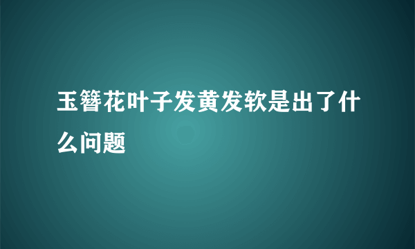 玉簪花叶子发黄发软是出了什么问题