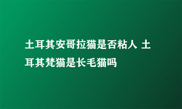 土耳其安哥拉猫是否粘人 土耳其梵猫是长毛猫吗