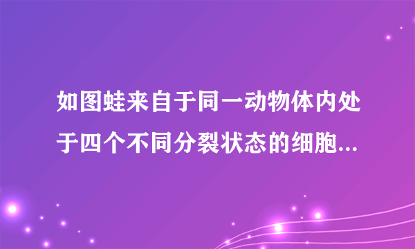 如图蛙来自于同一动物体内处于四个不同分裂状态的细胞图示.请据图回答:(1)图中含有同源染色体的是 ①、②、③ (填写序号).(2)由图 ④ 可判断上述细胞来自于 雌性 (雄性/雌性)动物.(3)图中染色体与DNA含量之比为1:2的细胞是 ②、③ (填写序号).