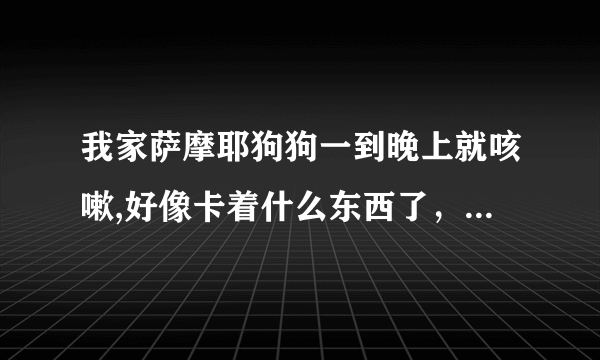 我家萨摩耶狗狗一到晚上就咳嗽,好像卡着什么东西了，但是又咳不出来，每天只给吃狗粮，没给乱喂别的东西。