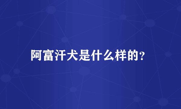 阿富汗犬是什么样的？