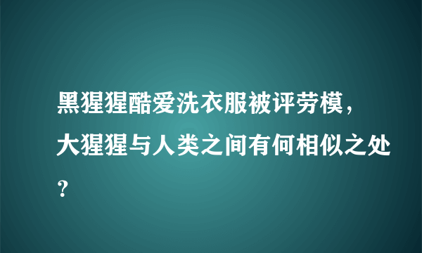 黑猩猩酷爱洗衣服被评劳模，大猩猩与人类之间有何相似之处？