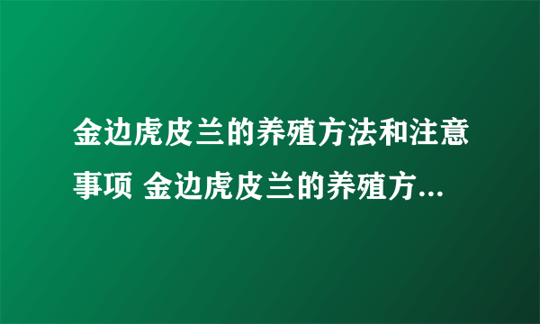 金边虎皮兰的养殖方法和注意事项 金边虎皮兰的养殖方法和注意事项有哪些