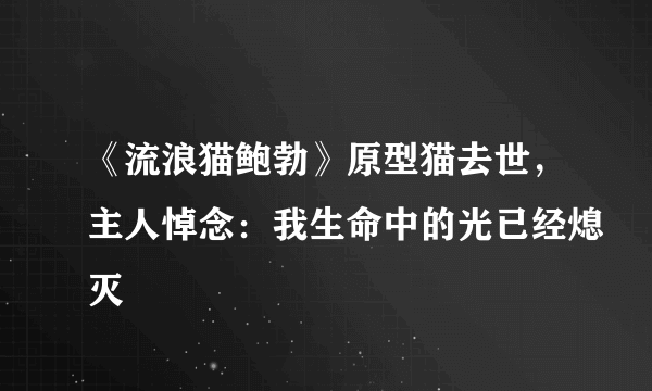 《流浪猫鲍勃》原型猫去世，主人悼念：我生命中的光已经熄灭