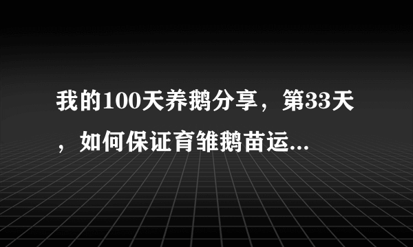 我的100天养鹅分享，第33天，如何保证育雏鹅苗运输途中安全？