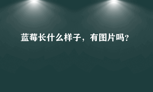 蓝莓长什么样子，有图片吗？