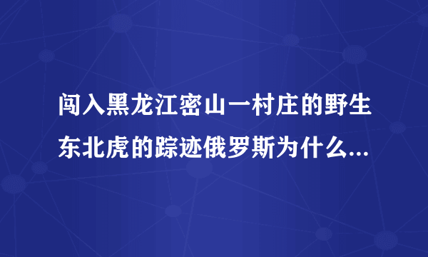 闯入黑龙江密山一村庄的野生东北虎的踪迹俄罗斯为什么会了如指掌？