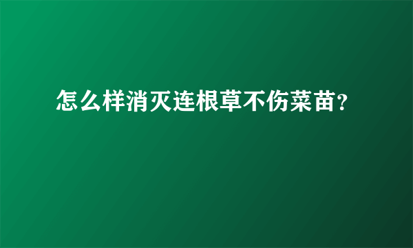 怎么样消灭连根草不伤菜苗？