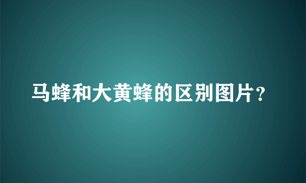 马蜂和大黄蜂的区别图片？