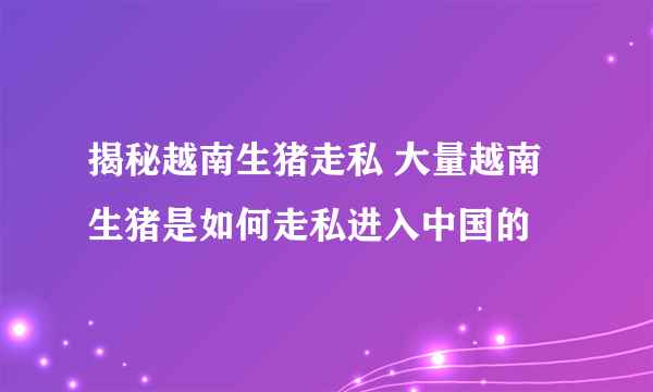 揭秘越南生猪走私 大量越南生猪是如何走私进入中国的