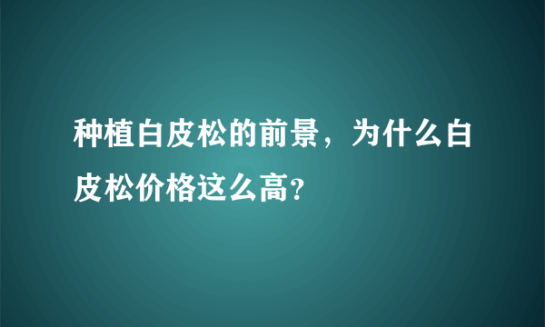 种植白皮松的前景，为什么白皮松价格这么高？