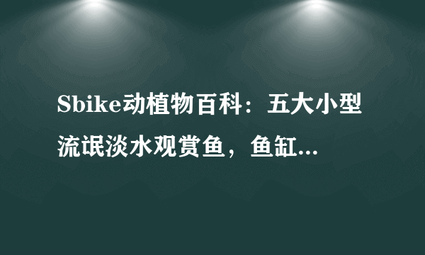 Sbike动植物百科：五大小型流氓淡水观赏鱼，鱼缸中凶猛的小恶霸！