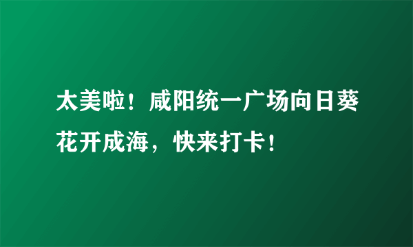 太美啦！咸阳统一广场向日葵花开成海，快来打卡！