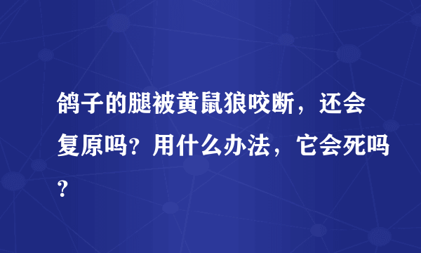 鸽子的腿被黄鼠狼咬断，还会复原吗？用什么办法，它会死吗？