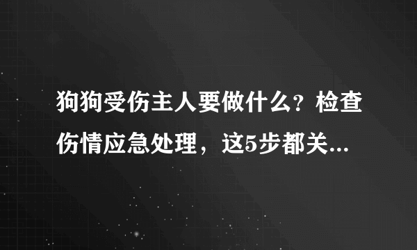 狗狗受伤主人要做什么？检查伤情应急处理，这5步都关乎狗狗生命