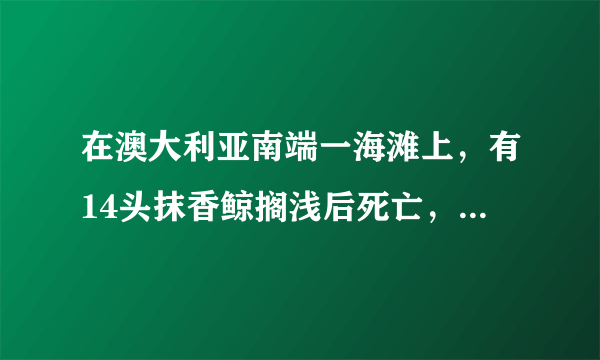 在澳大利亚南端一海滩上，有14头抹香鲸搁浅后死亡，你对该动物有何了解？