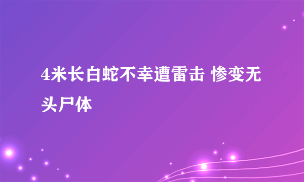 4米长白蛇不幸遭雷击 惨变无头尸体