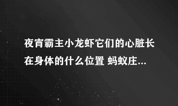 夜宵霸主小龙虾它们的心脏长在身体的什么位置 蚂蚁庄园今日答案7月9日