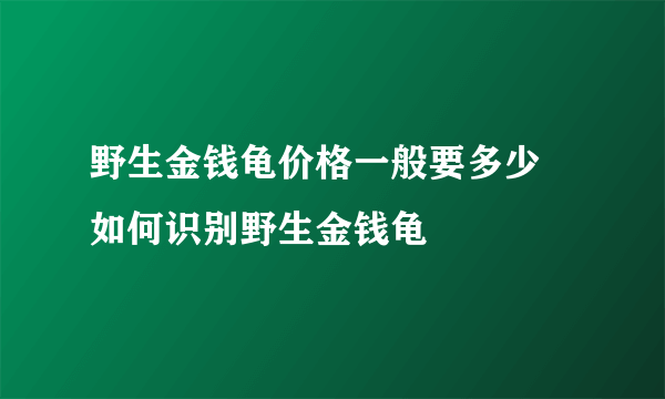 野生金钱龟价格一般要多少 如何识别野生金钱龟