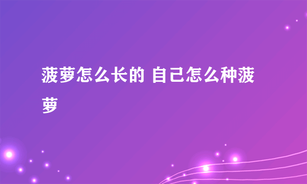 菠萝怎么长的 自己怎么种菠萝