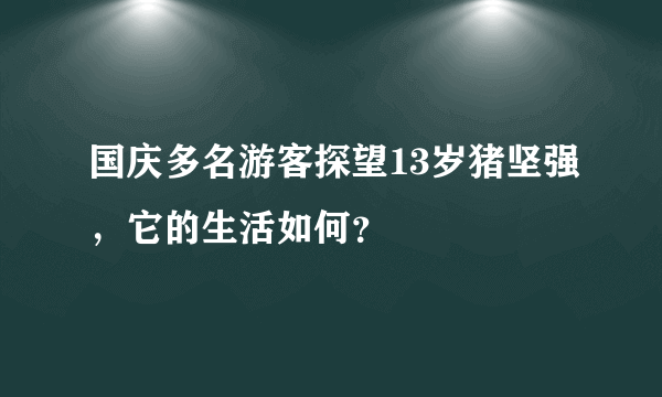 国庆多名游客探望13岁猪坚强，它的生活如何？