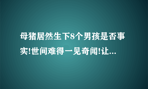 母猪居然生下8个男孩是否事实!世间难得一见奇闻!让大家很难以相信!