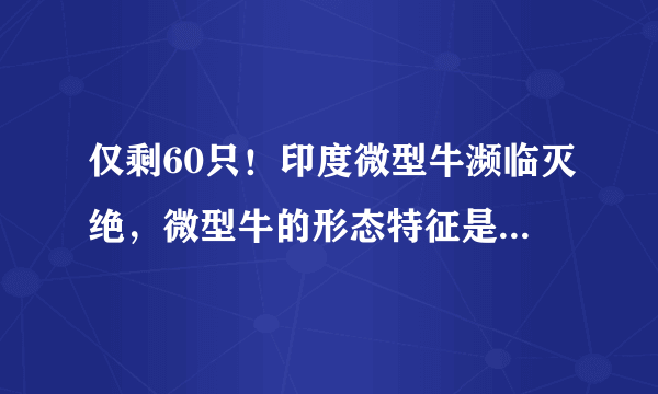 仅剩60只！印度微型牛濒临灭绝，微型牛的形态特征是怎样的？